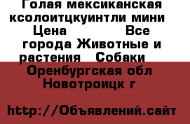 Голая мексиканская ксолоитцкуинтли мини › Цена ­ 20 000 - Все города Животные и растения » Собаки   . Оренбургская обл.,Новотроицк г.